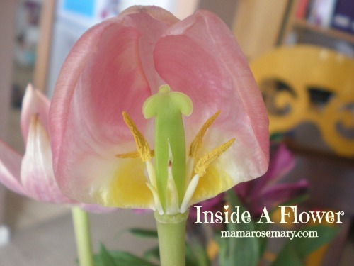 If tulips are unavailable just look for any other flower with high distinguished flower parts.  