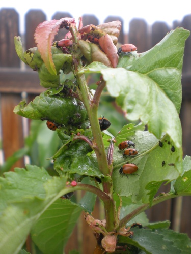 lady bugs finding aphids