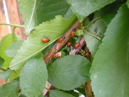 lady bugs in search of aphids